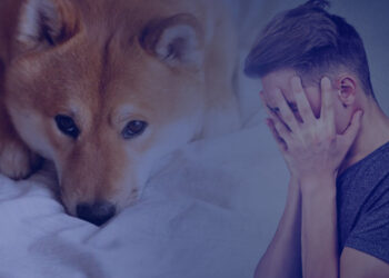 Meme Coins DOGE, BABYDOGE, SAFEMOON Faced a Price drop