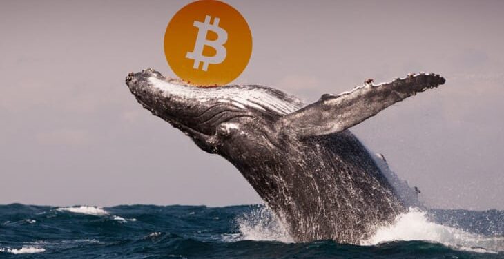 Are Bitcoin Whales Using Pump and Dump Technique?